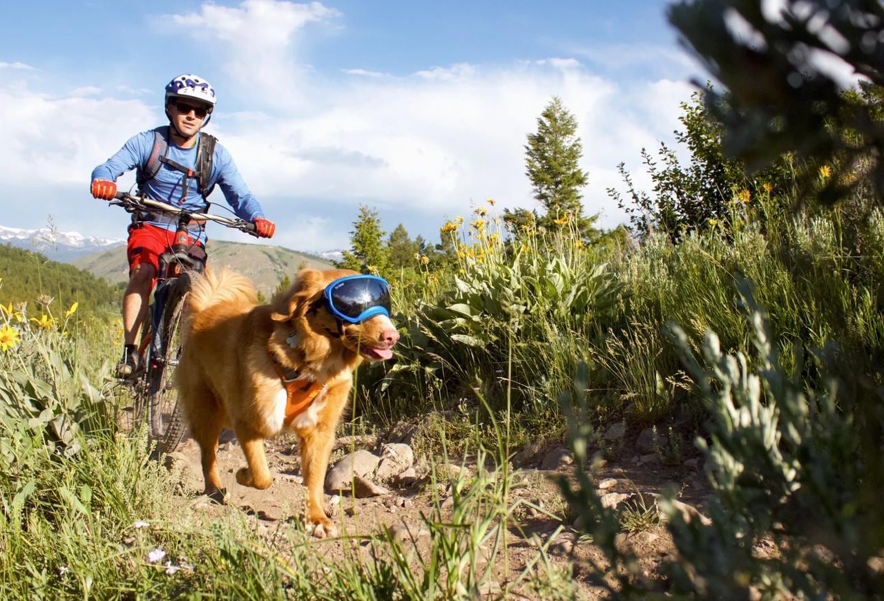 Los peluditos de la familia ya no tienen que andar sus ojos desprotegidos porque desde hace unos cinco meses se venden en el país anteojos de sol para perros, traídos por el veterinario Marco Mora Castro