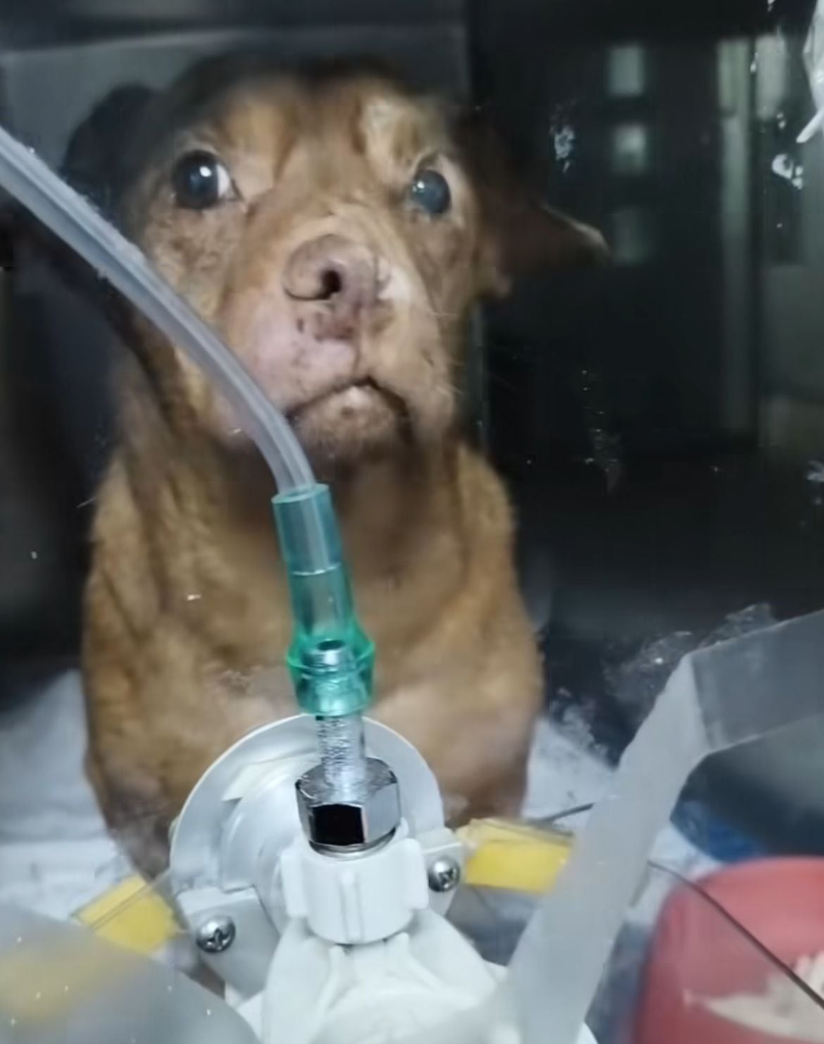 Auxilio Animal Cartago aldo perrito