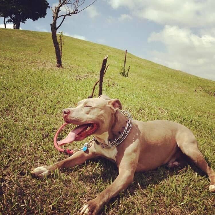 Don Arturo Calvo sufrió mucho cuando murió, hace un año, su perro IO, el cual fue cremado