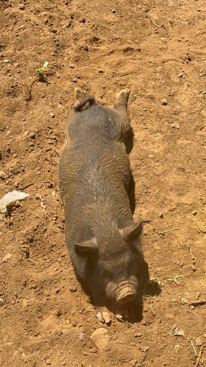 Gipzy Montoya decidió agrandar su familia con dos mascotas más y muy particulares.