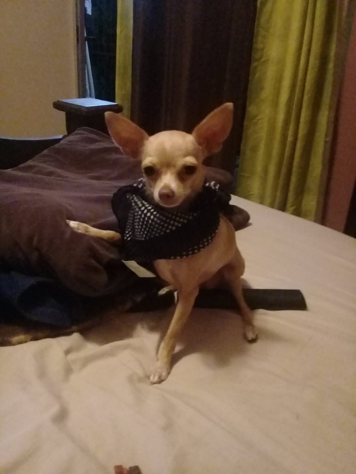 En La Guácima de Alajuela, una historia de amor del bueno, del que mueve montañas, se vive todos los días entre Lauren Bonilla, de 49 años, y su inseparable perrita Ginger, una chihuahua que llegó a su vida justo cuando más la necesitaba.