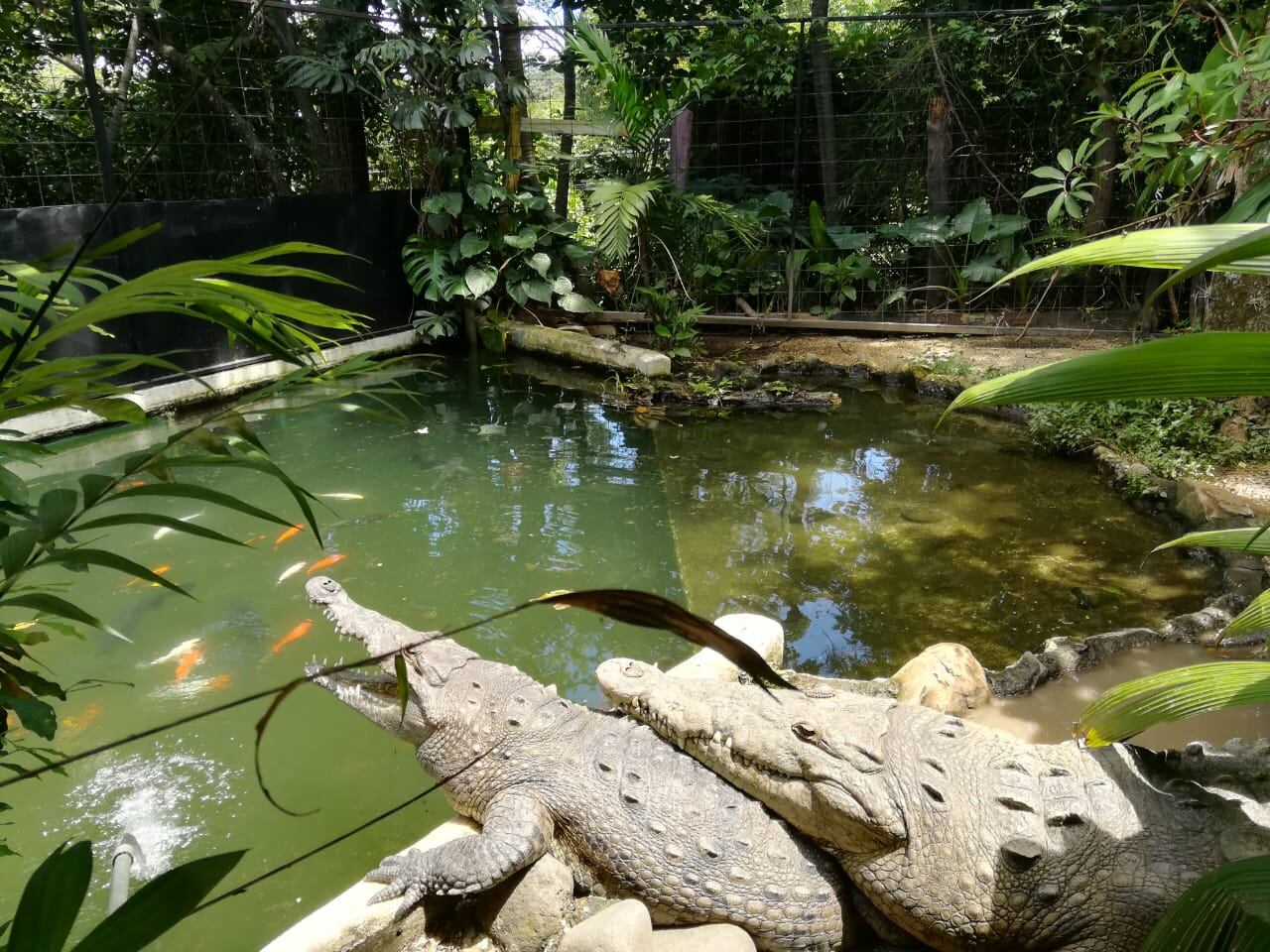 Refugio Animal de Costa Rica recibió en abril pasado 3 tucanes esmeralda