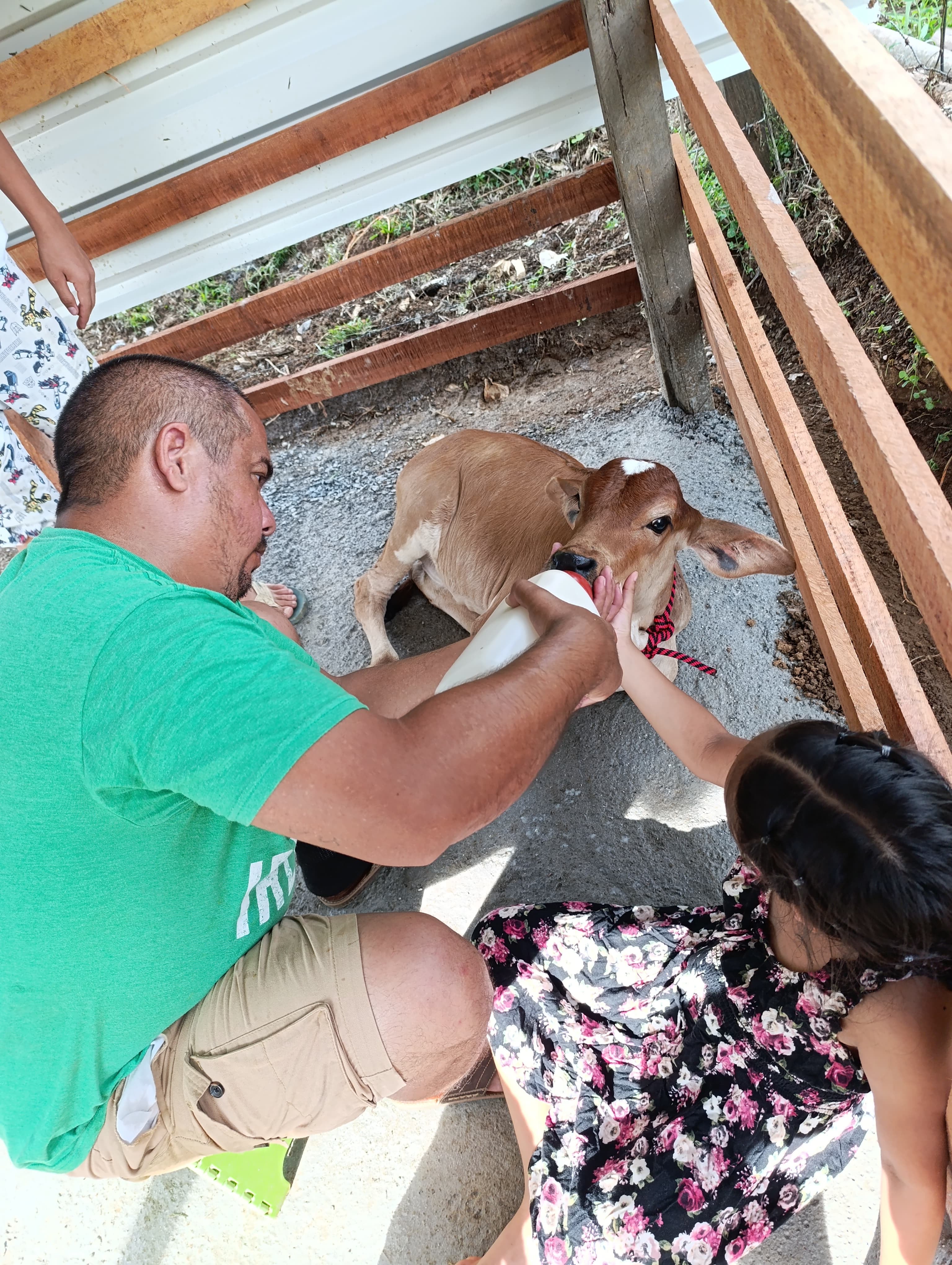 En el hogar de doña Kembly López Aguirre no hay perrito que ladre ni gato que maúlle más fuerte. En su casa, la reina es Meredith, una ternera de apenas dos meses y medio
