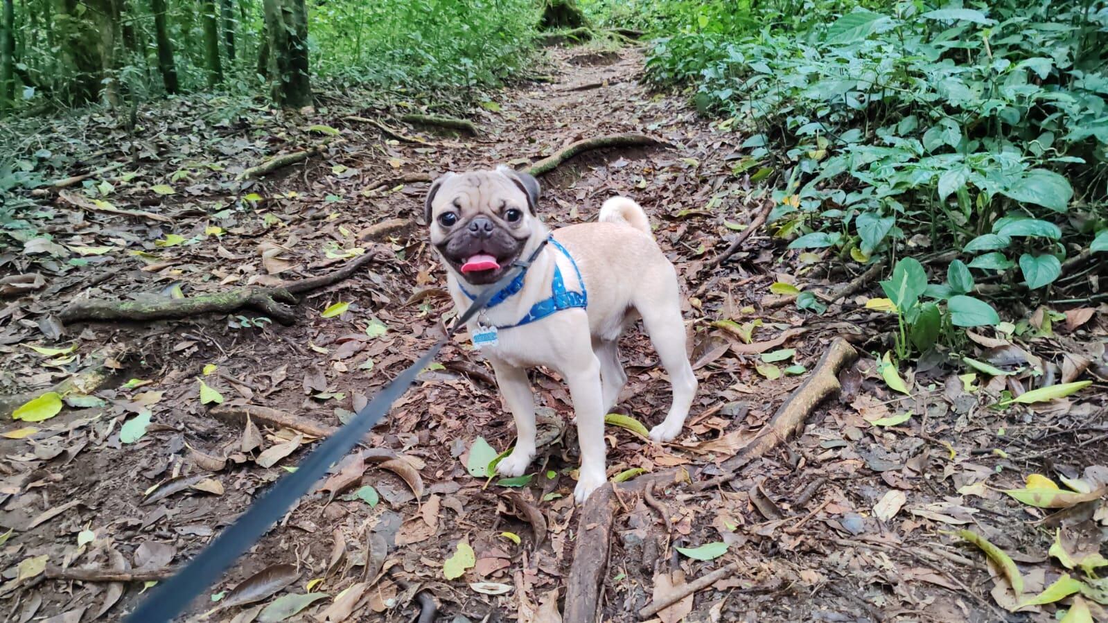Cookie es uno de los perritos que ganó el concurso de La Teja