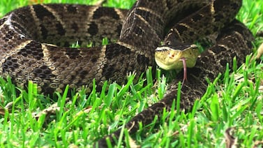 Mordedura de una terciopelo dejó a un hombre grave en San Carlos