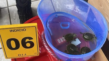 OIJ detiene a un hombre sospechoso de dedicarse a vender ajolotes y tortugas en redes sociales
