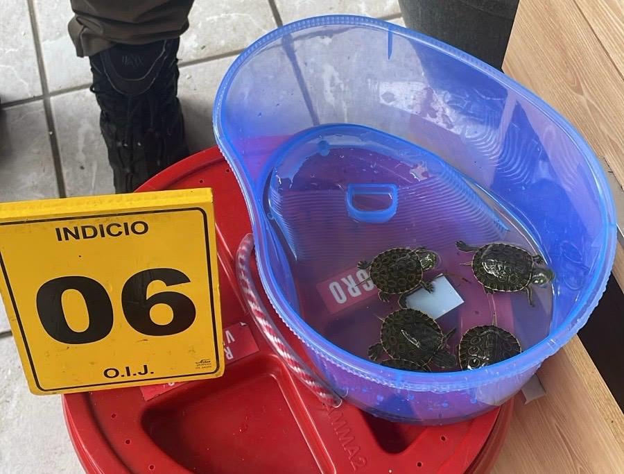 Al sospechoso le decomisaron ajolotes y tortugas. Foto OIJ.
