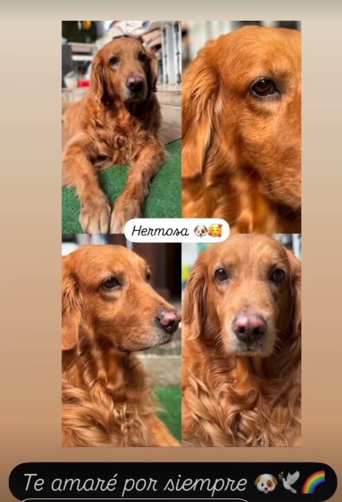 Rigoberto Alfaro, mejor conocido como Gallina, está muy triste por la muerte de su perra Nala.