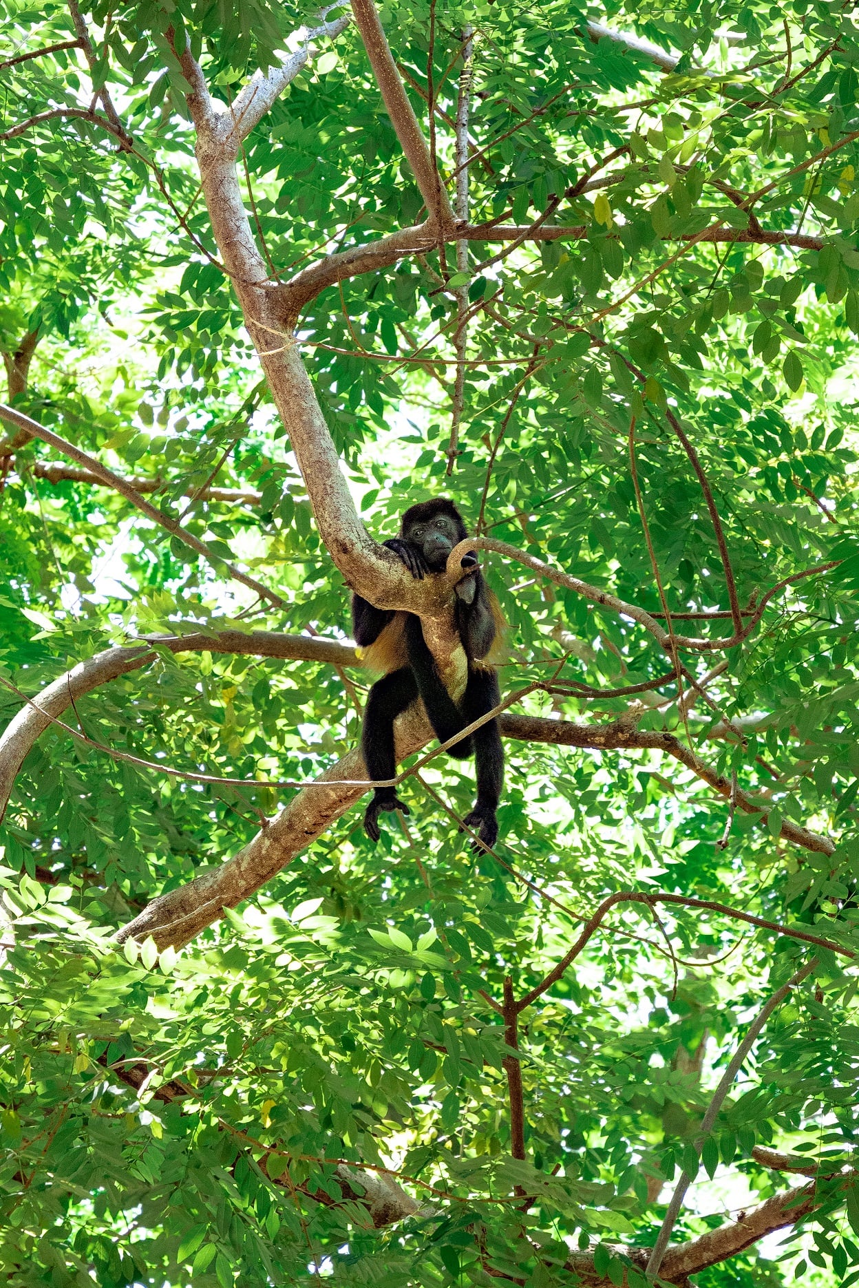 Un estudio realizado por una Fundación en Playa Tamarindo determinó que en ese lugar durante el 2021 un total de 142 monos congos sufrieron accidentes por electrocución especialmente