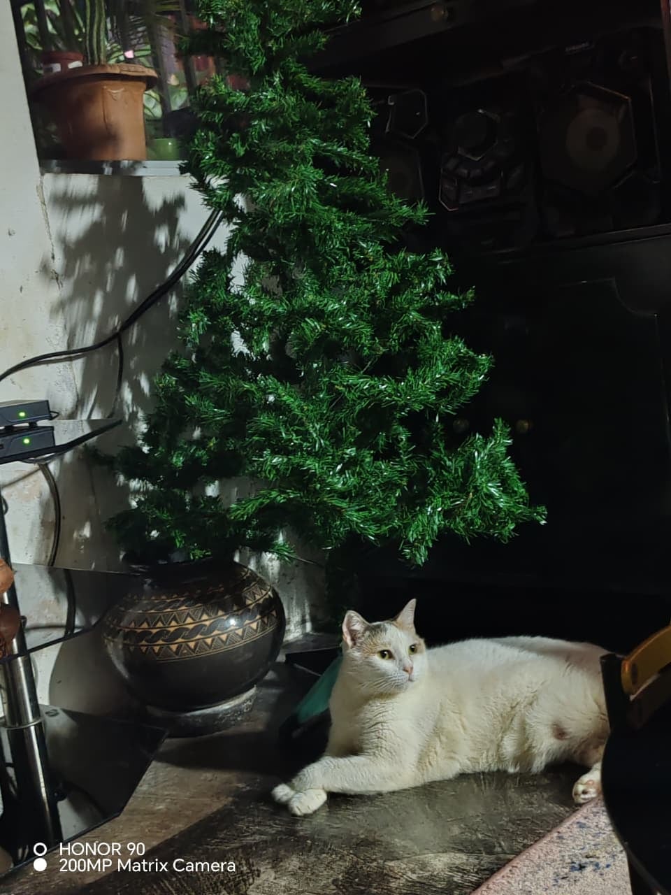 En El Boli de Puntarenas vive una historia de amor puro entre una mujer y su gatita criolla (sin raza, zaguatica si fuese perrita). Valerina llegó a la vida de doña Ivannia Rojas, de 47 años, como un flechazo por internet