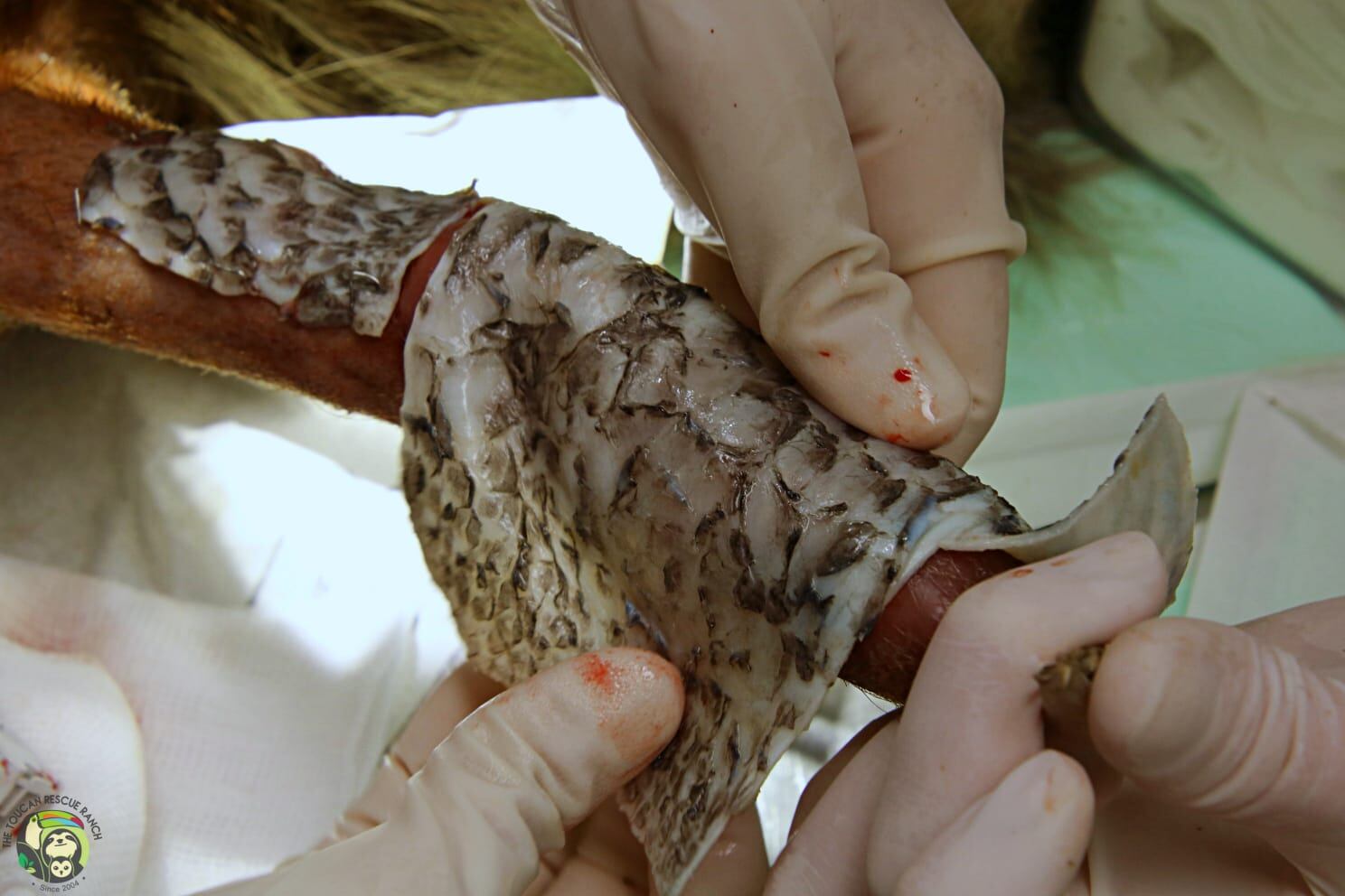 Mamá perezosa es un milagro, se electrocutó y fue sanada hasta con piel de tilapia. María Vargas Vargas, supervisora de Marketing del Toucan Rescue Ranch fue una de las rescatistas