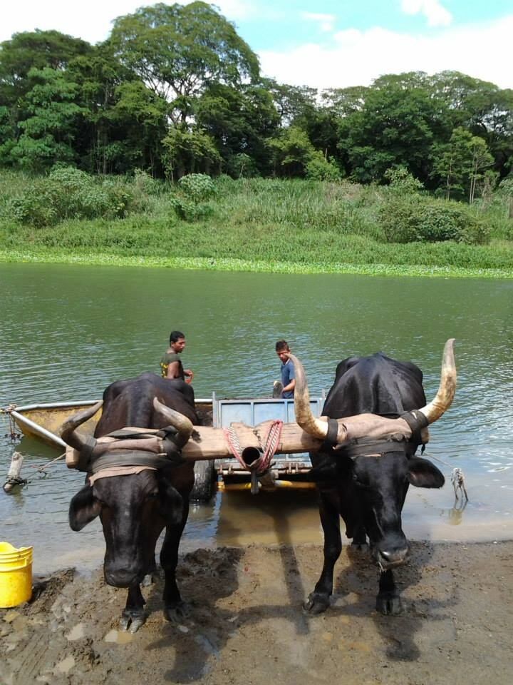Boyeros Areneros del Río Tempisque. Foto de la página en Facebook Boyeotico de don Alejandro Guevara Muñoz