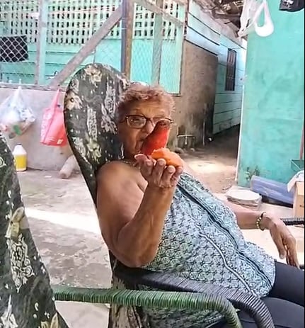 Don Catalino Cedeño Cedeño, quien tiene 76 años y de la pura cepa de Puerto Jiménez, nos contó que el pájaro Sangre de Cristo llegó por primera vez en el 2020 y en su corazón, y en el de su esposa, doña Rita Ceballos Aguirre, sintieron que la visita de ese pajarito rojo era una señal de que todo iba a estar bien.