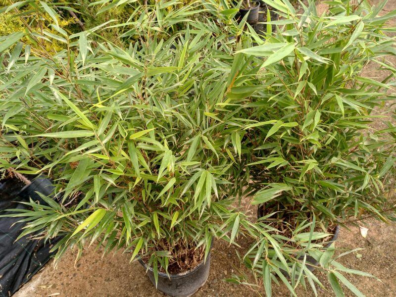 Este es un ejemplo de las plantitas que aprenderá a cultivar y cuidar. (Cortesía de Bambuksa)