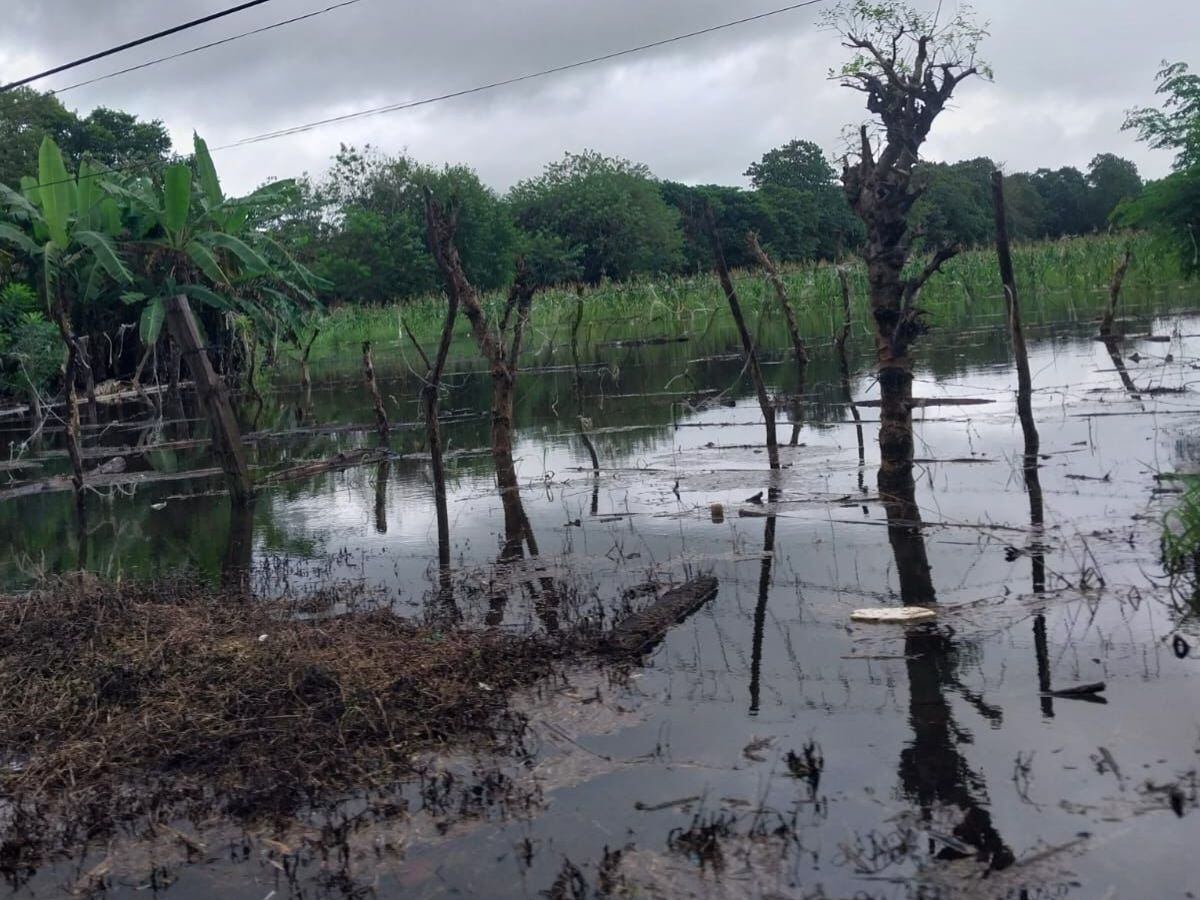 Así quedaron las milpas de doña Cristina, complemente destruidas por la lluvia. Foto: Cortesía.