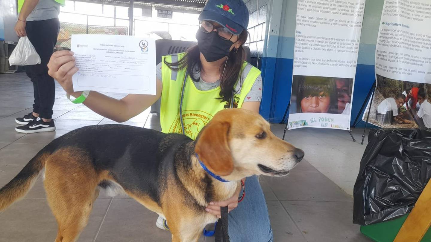 Hasta este medio día del 1 de agosto del 2022, la Asociación Para el bienestar y Amparo Animal, confirma que se han capturado cuatro perros a personas que los llevaban caminando en la romería hacia Cartago