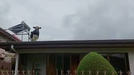 Vaca se volvió a subir a techo de casa en Zarcero, pero la segunda fue la vencida (videos)