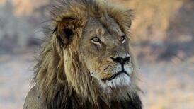 Cazador de trofeos mata a tiros a uno de los hijos del famoso león Cecil