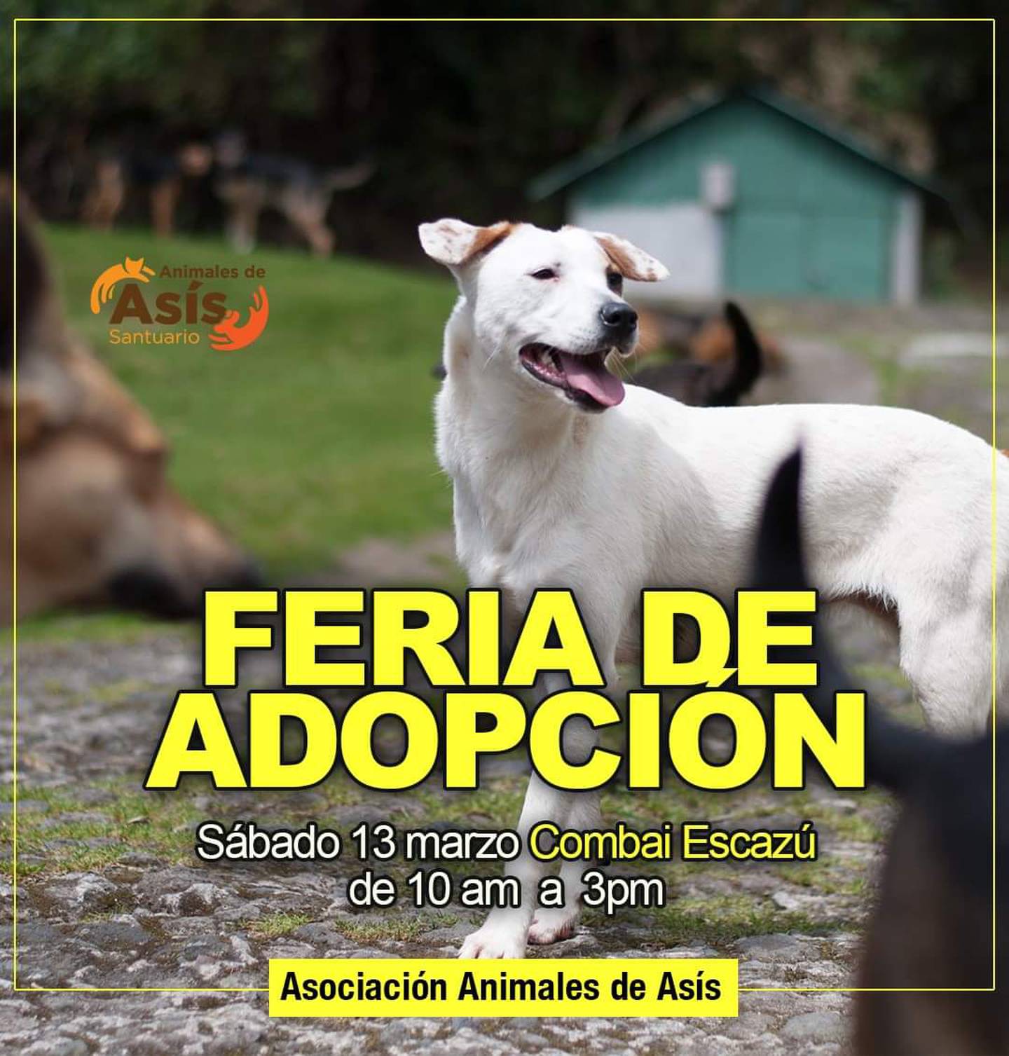 Adopción de perros, Asociación Animales de Asís