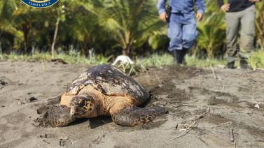 Llamada al 911 permitió salvar a tortuga que iba a ser destazada por desalmados 