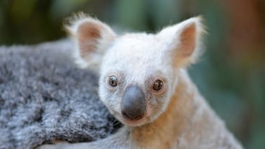 ¿No es adorable? Nace una Koala blanca y le buscan nombre por redes sociales