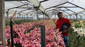 1500 vecinos de Llano Grande afectados por pérdidas en las cosechas de flores