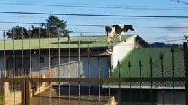 Vaca se hizo famosa por subirse al techo de una casa en Zarcero  (video)
