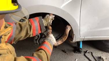(Video) Conductor manejó 8 kilómetros con serpiente en el  carro 