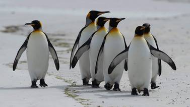 El pingüino rey produce gas que destruye la capa de ozono