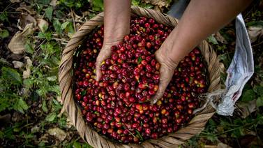 Se necesitan cogedores de café para la cosecha 2022-2023