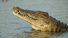 ¡Cuidado con los cocodrilos! Llegada de las lluvias es aprovechada por estos reptiles para reproducirse