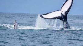 ¿Quiere ver ballenas? Este fin de semana puede hacer ese sueño realidad 