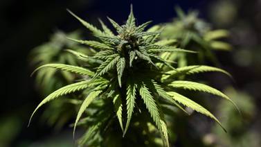 14 diputados retoman la “guerra” por la marihuana medicinal y el cáñamo 