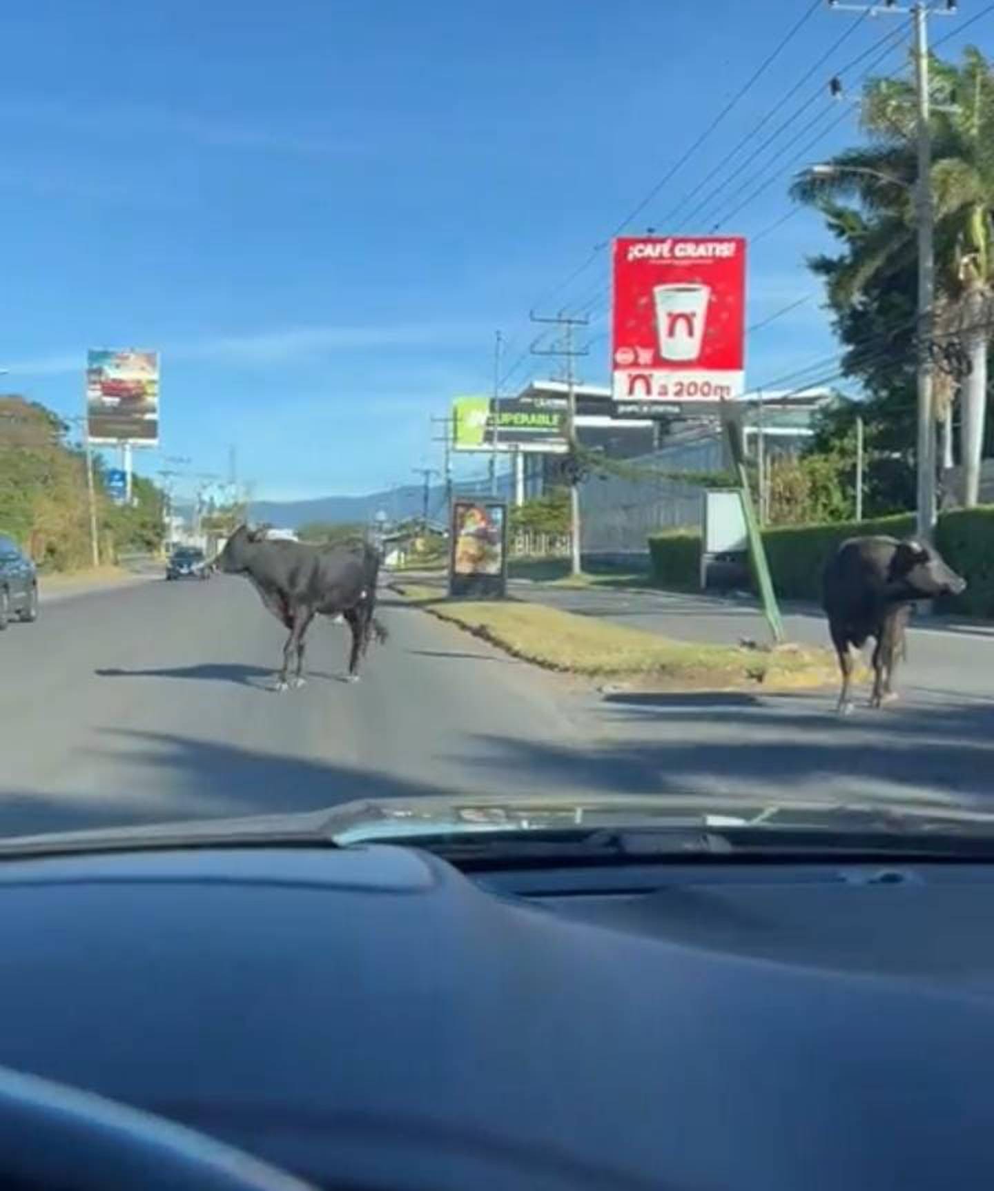 Unas vacas detuvieron los vehículos en San José