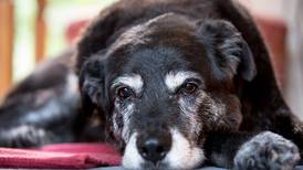 Buscan 10.000 perros para estudio sobre envejecimiento