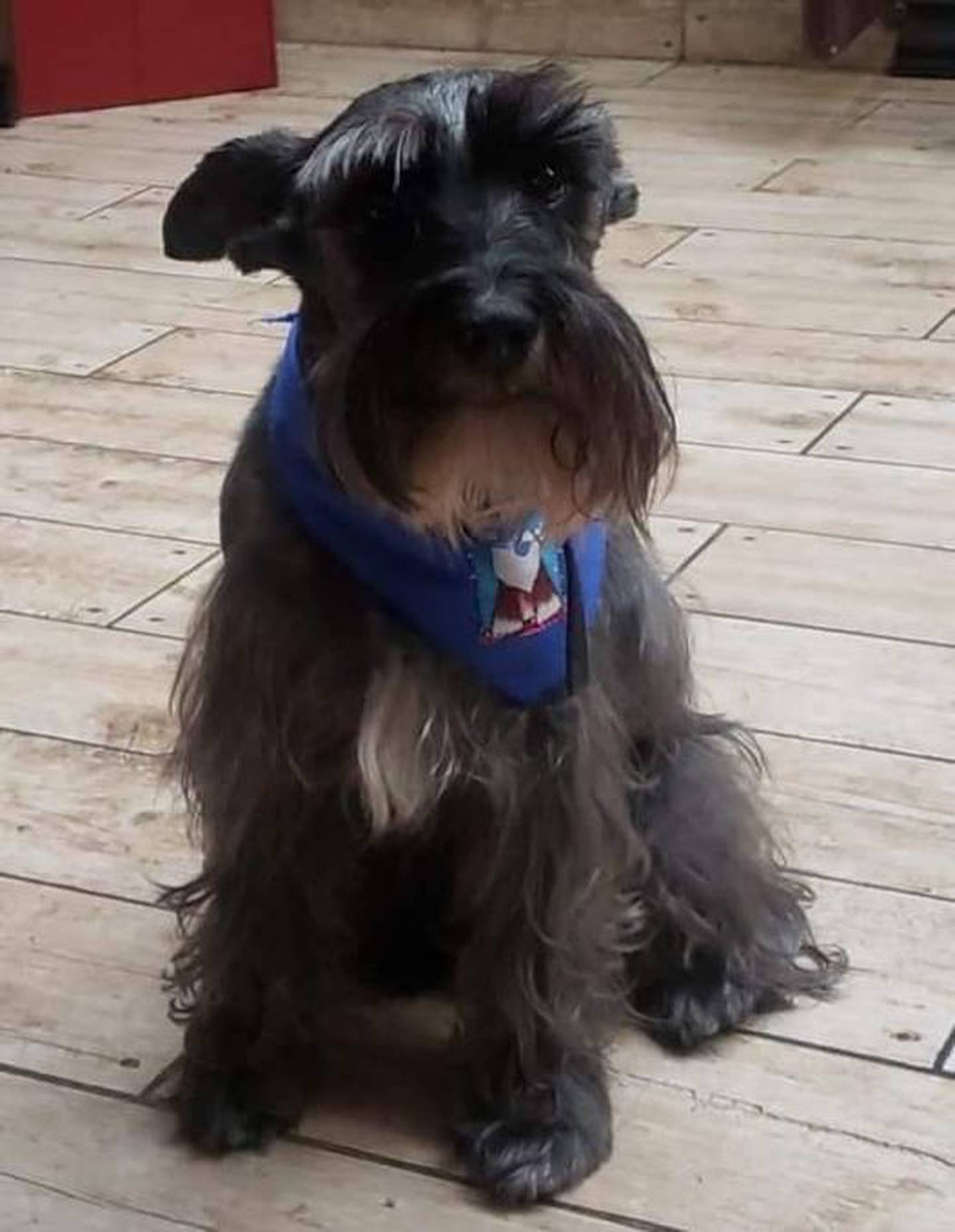 Rexy, perro perdido en Cartago. Foto cortesía.