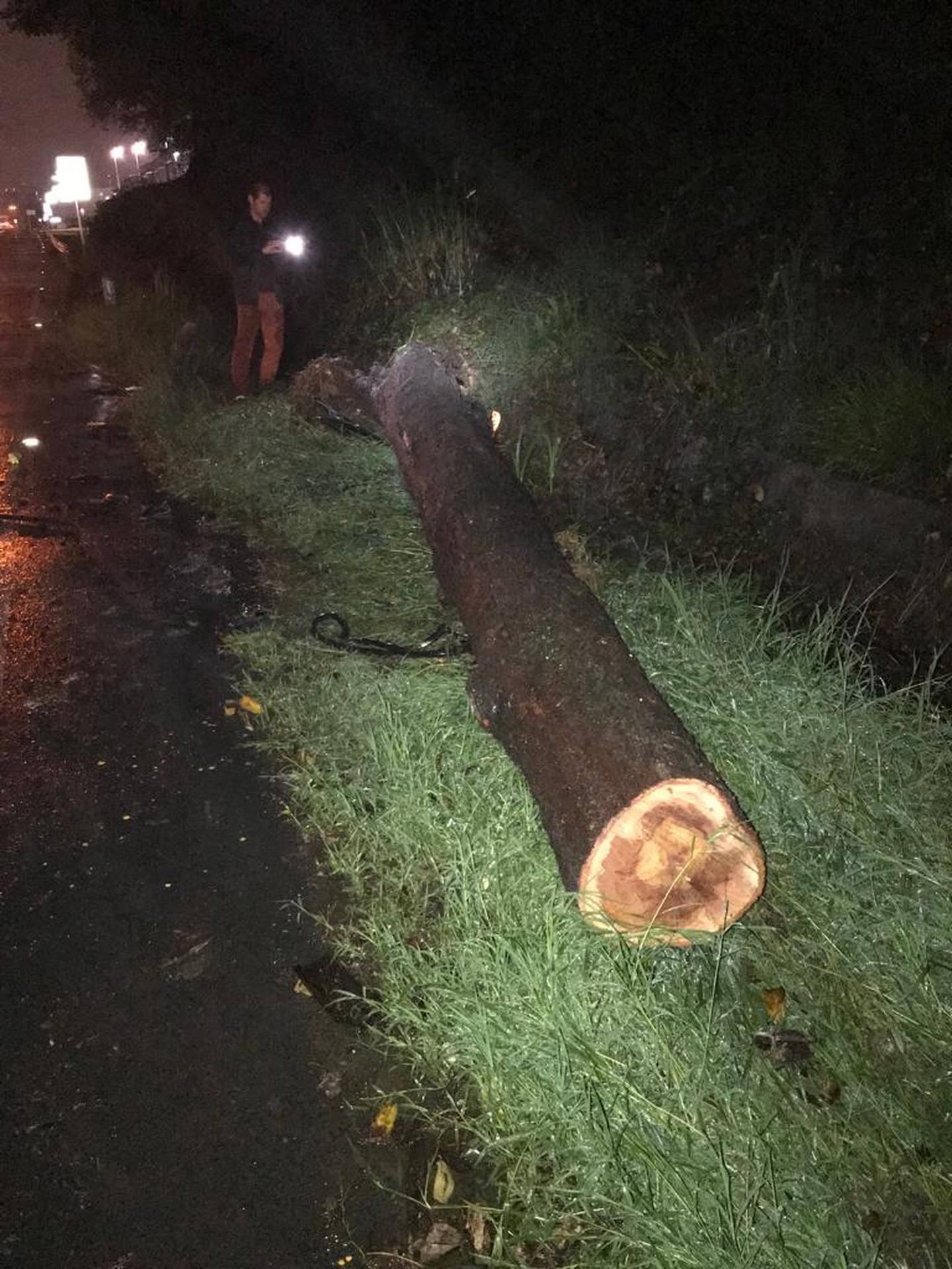 Árbol cayó sobre buseta en las cercanías del peaje de la autopista Florencio del Castillo. Foto cortesía Ligia Solís.