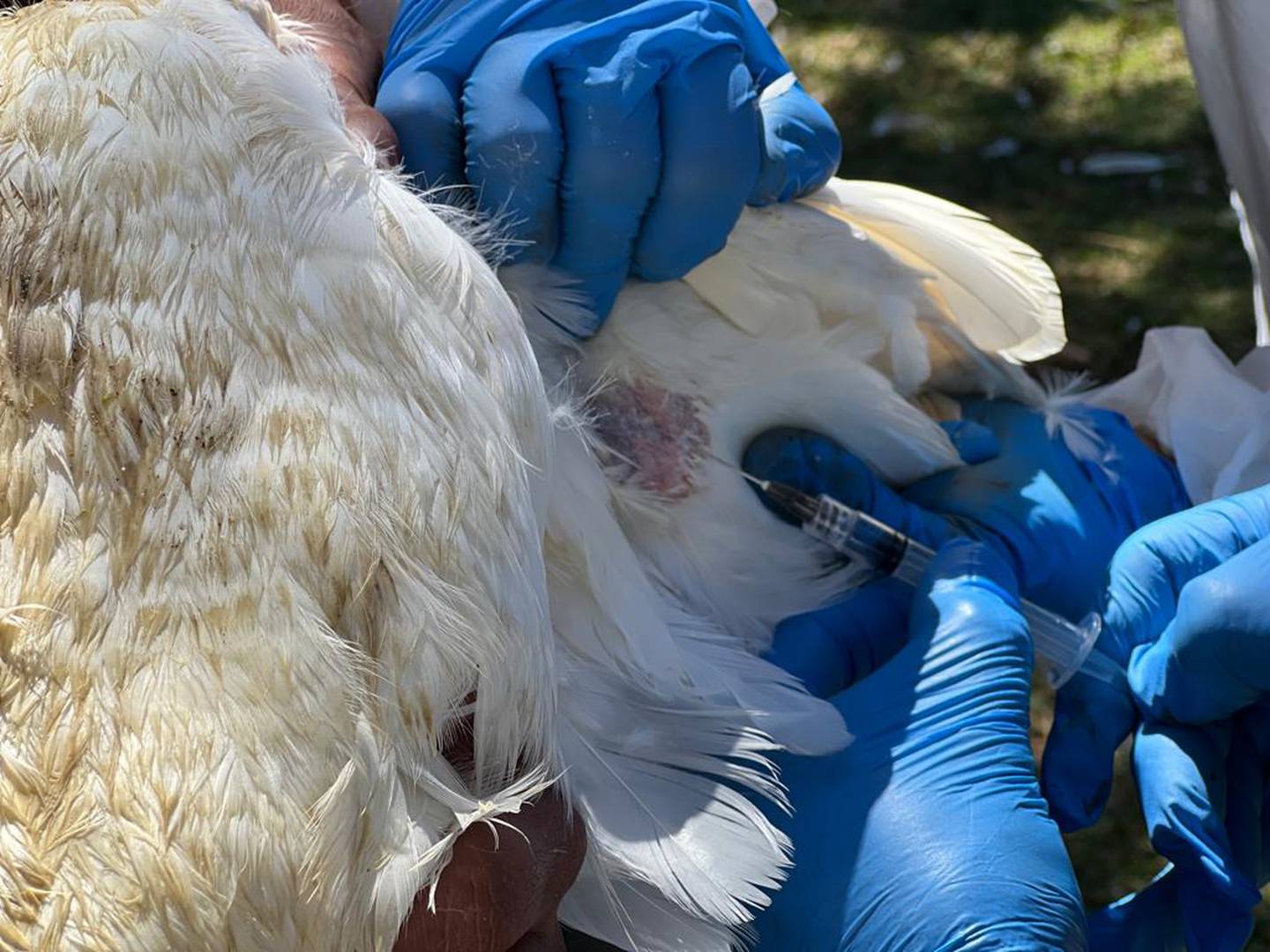 El Servicio Nacional de Salud Animal (SENASA) del ministerio de Agricultura y Ganadería (MAG) confirmó la detección del virus de Influenza Aviar (gripe del pollo) en un criadero de gallinas localizado en Parrita