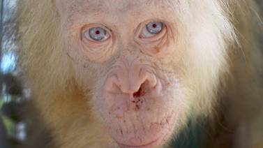 Rescatan a orangutana albina que vivía en una caja