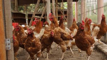 Transmisión de la gripe aviar al hombre es una “gran preocupación”, advierte la OMS