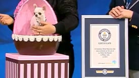 Récord Guiness oficializa al nuevo perro más pequeño del mundo, ¿cuánto mide?