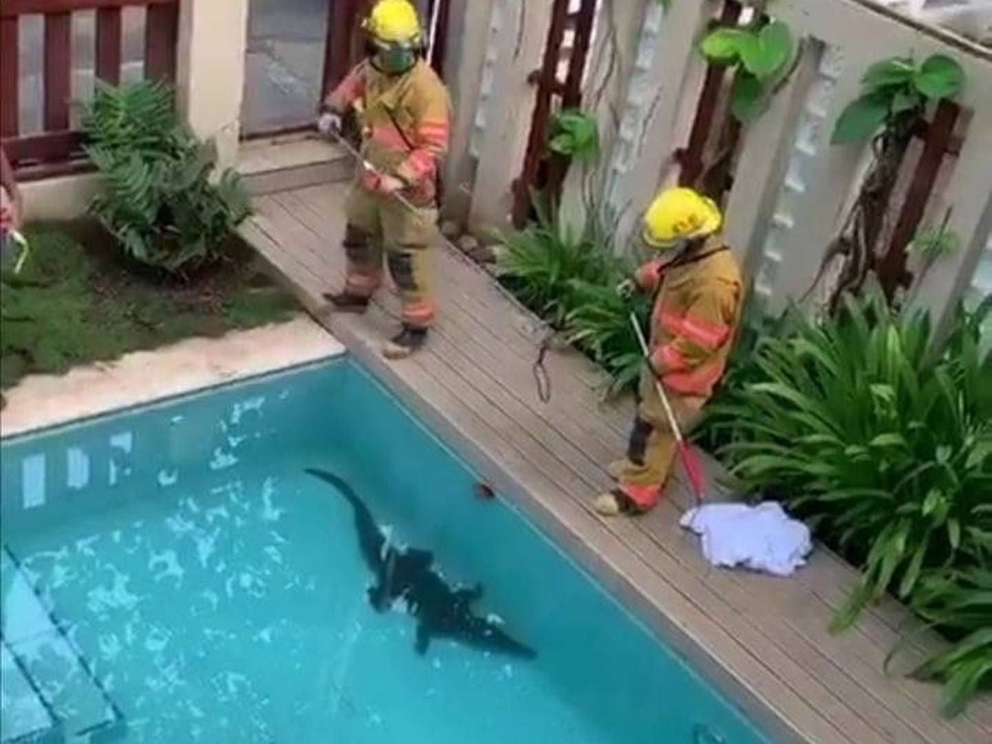 Bomberos rescatan a cocodrilo que cayó dentro de piscina en Jacó. Foto cortesía Puntarenas Se Oye