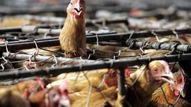 País en alerta máxima contra el virus de la gripe aviar