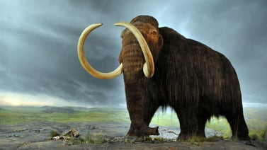 Científicos logran activar las células de un mamut de 28.000 años de edad