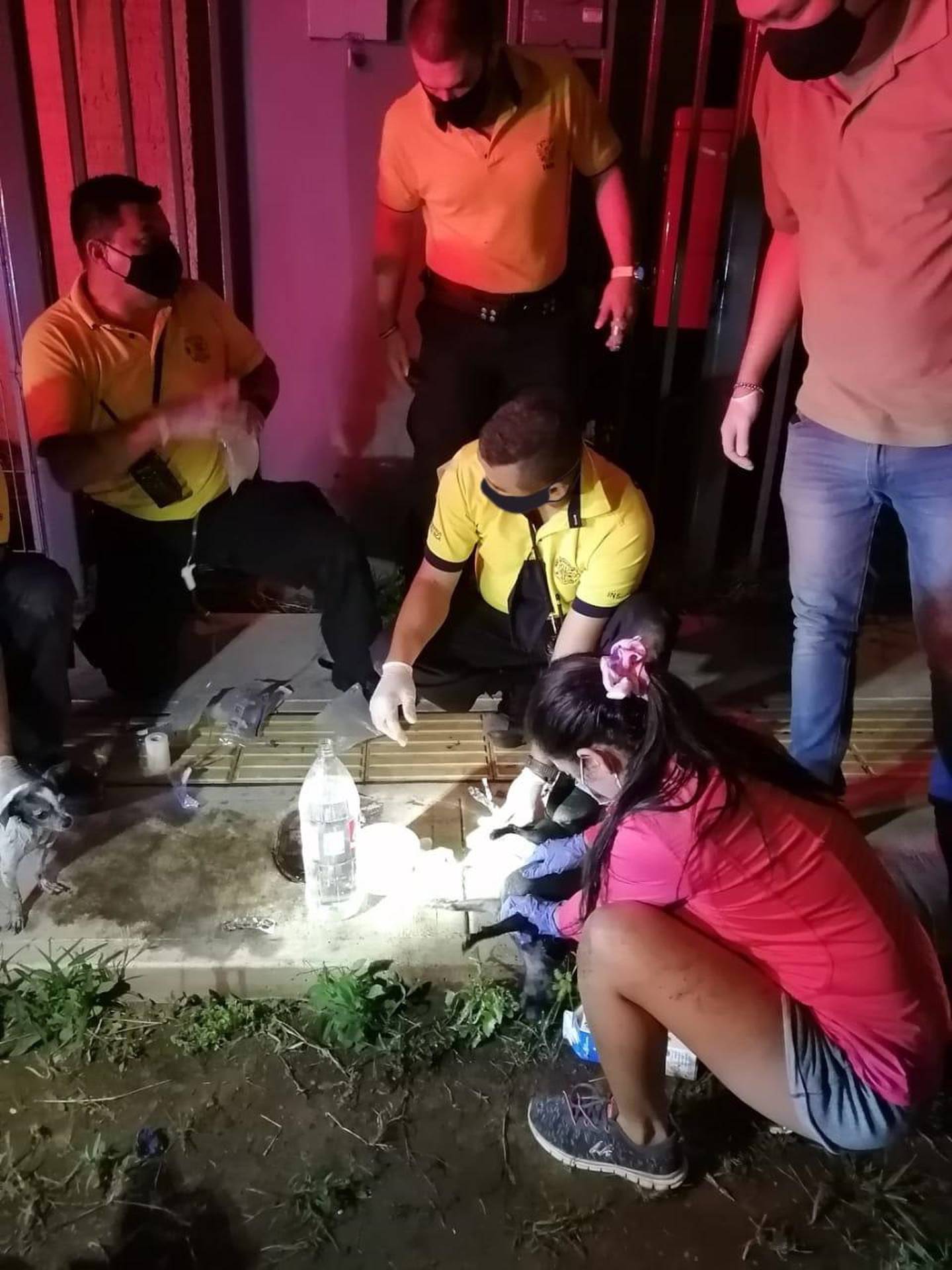 Bomberos salvan a dos perritos que fueron envenenados con comida en Desamparados. Fotos Bomberos.
