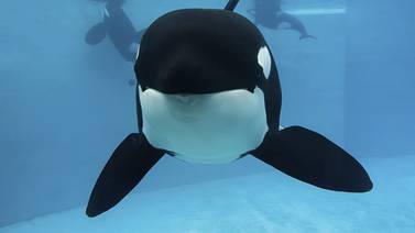 Siguen las muertes de orcas en SeaWorld; ya van 3 este año