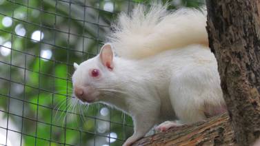 Animalitos albinos son los consentidos del ZooAve